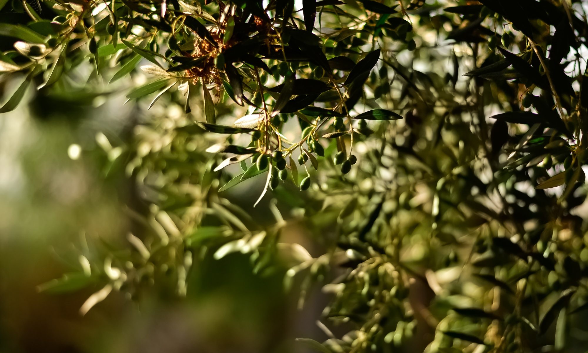 Des branches d'un olivier servant à la production de l'huile d'olive moulin victor